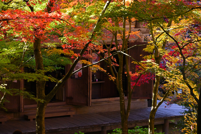 お写ん歩: Nikon NIKKOR Z 50mm f/1.8 Sアーカイブ お写ん歩: Nikon NIKKOR Z 50mm f/1.8 Sアーカイブ